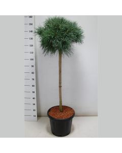 Pinus sylv. Chantry Blue