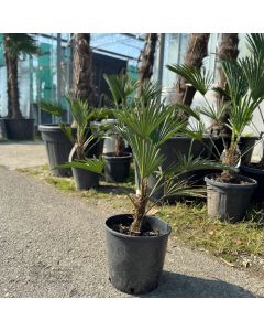 Trachycarpus wagnerianus – japanska lepezasta palma u vrtu