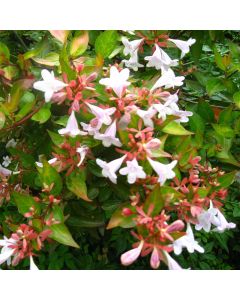 abelia x grandiflora