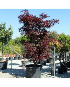 Acer palmatum Fireglow