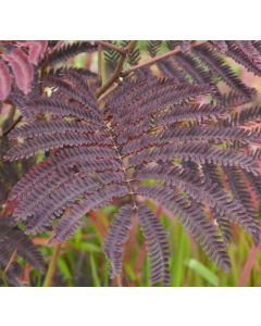 albizia summer chocolate