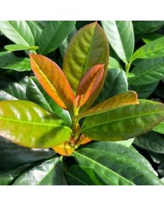 Prunus laurocerasus Antonius