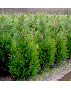 Thuja plicata Atrovirens