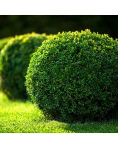 Buxus sempervirens topijarna kugla – zimzeleni šimšir iz rasadnika Topalović