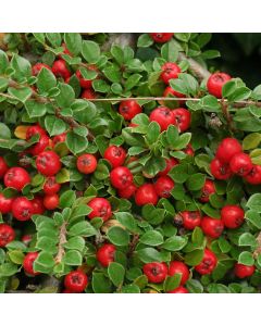 Cotoneaster dammeri