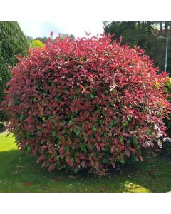 Photinia x fraseri 'Magical Volcano' – zimzeleni grm sa crvenim mladim izdancima