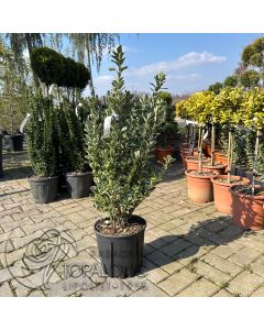 Euonymus japonicus Bravo