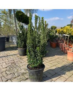 Euonymus benkomasaki Erecta