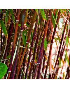 Fargesia ‘Red Dragon’ sadnica