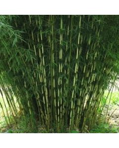 Fargesia robusta ‘Formidable’ sadnica