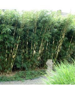 Fargesia robusta ‘Pingwu’ – Elegantni neinvazivni bambus | Rasadnik Topalović