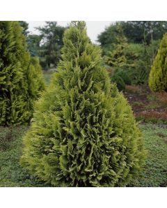 Chamaecyparis I. Stardust