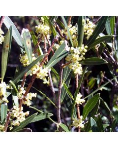 Phillyrea angustifolia maslina