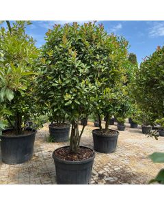 Photinia serrulata Red Robin