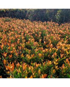 Photinia fraseri 'Chico'®