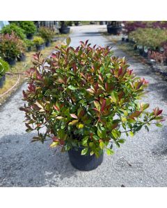 Photinia x fraseri Carre Rouge