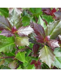 Ilex meserveae Heckenblau