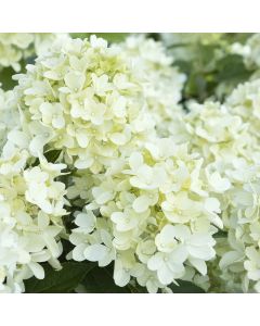 Hydrangea paniculata 'Limelight'