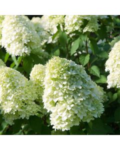 Hydrangea paniculata 'Limelight'