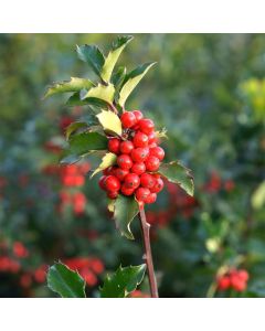 Ilex meserveae Mesid