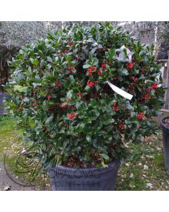 Ilex mutchagara Nellie R. Stevens