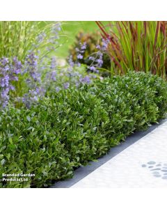 Ilex crenata  'Luxus'