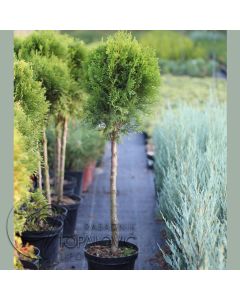 Thuja Smaragd