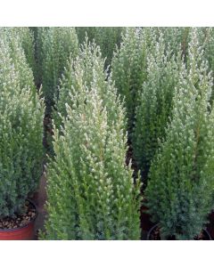 Stubasti klek Juniperus chinensis Stricta