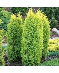 Juniperus communis Gold Cone sadnica