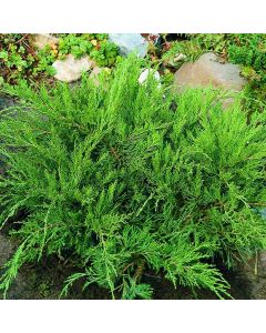 Juniperus x media Mint Julep