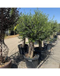 Olea europea