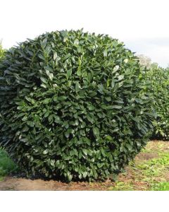 Prunus laurocerasus Etna za žive ograde