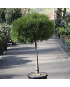 Pinus nigra Marie Bregeon