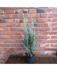 Juniperus scop. Moonglow
