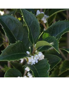 Osmanthus aquifolium