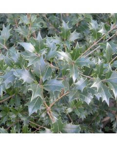 Osmanthus heterophyllus