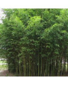 Phyllostachys aurea bambus
