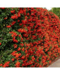 Vertikalna živa ograda od vatrenog trna ‘Red Column’