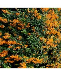 Pyracantha coccinea ‘Orange Glow’ – vatreni trn sa narandžastim plodovima