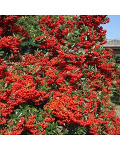 Pyracantha coccinea ‘Mohave’ – vatreni trn sa narandžasto-crvenim plodovima
