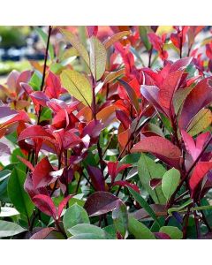 photinia red robin
