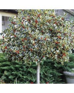 Ilex aquifolium Silver Van Tol