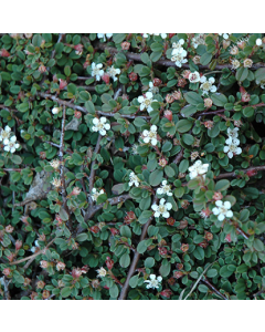 Cotoneaster