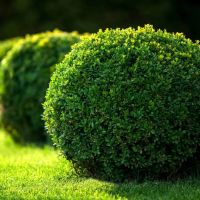Buxus sempervirens topijarna kugla – zimzeleni šimšir iz rasadnika Topalović