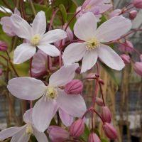 Clematis armandii Apple Blossom