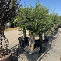 Olea europea