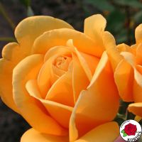 Kupferkenigin (Kupferkönigin ™)