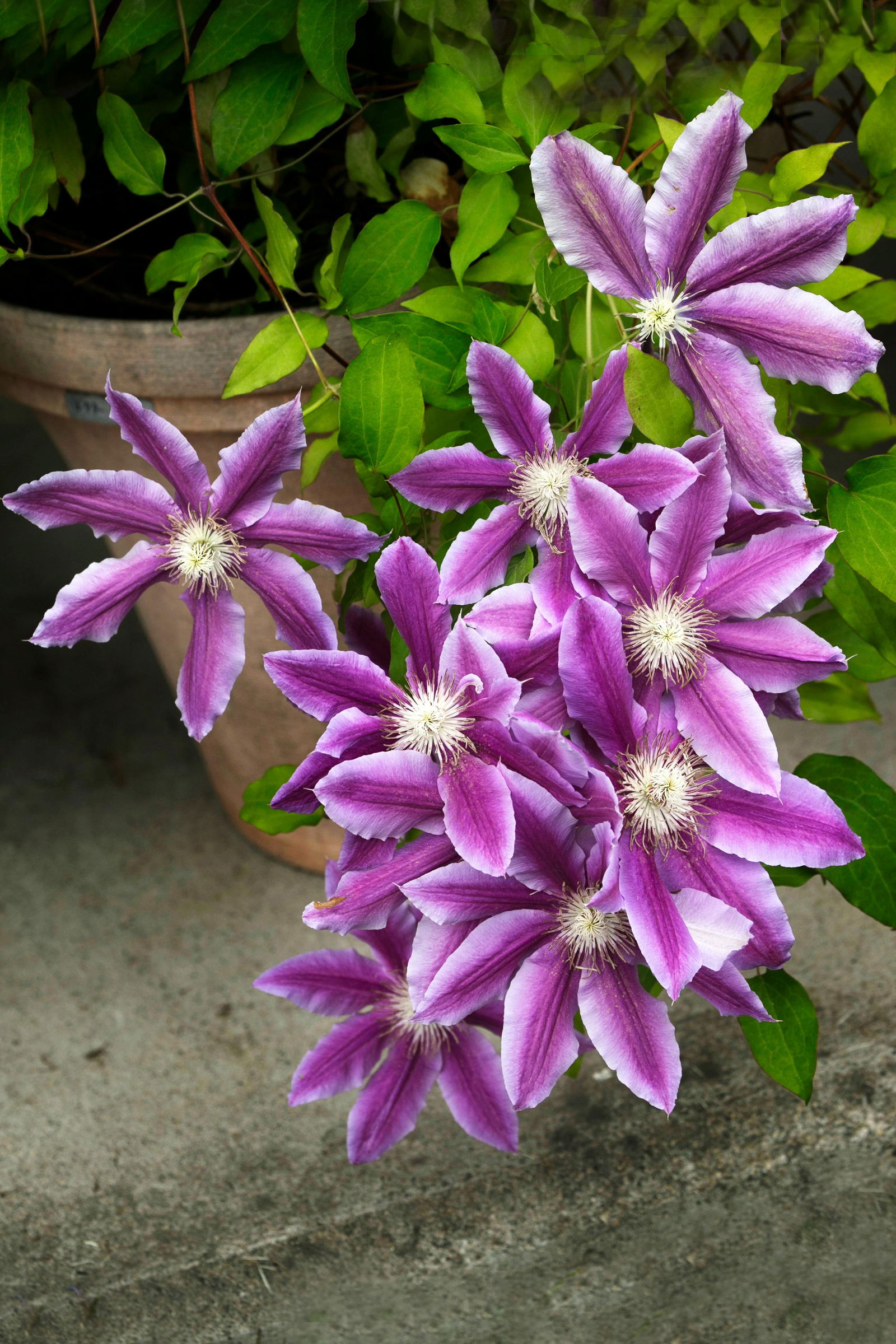 klematis