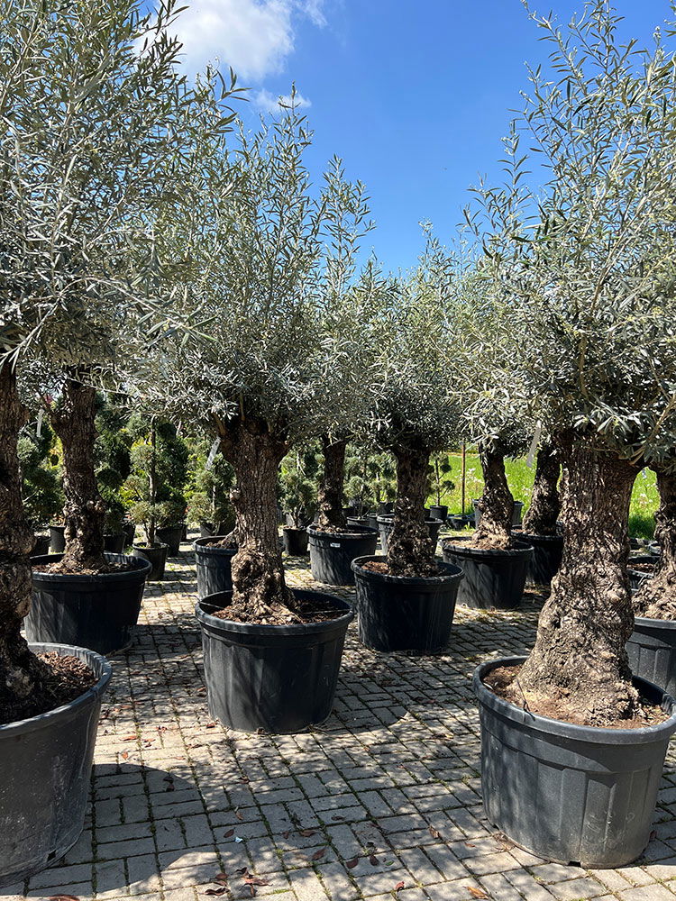 Masline u rasadniku Topalović